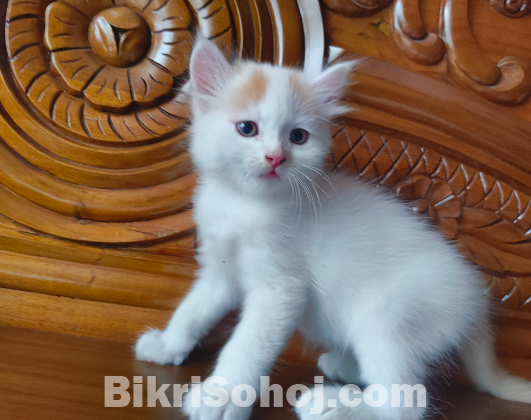 Mix Breed Persian